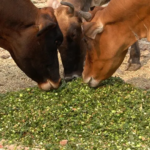 Cow Service Puja