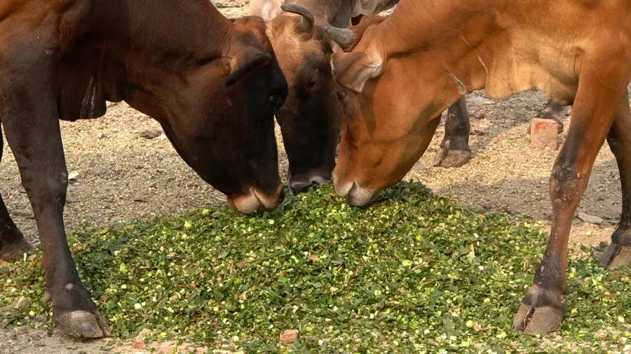 gau-seva-donation Cow Service Puja - Image 1