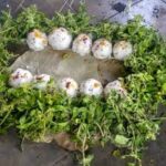 Puja for Peace of Departed Souls