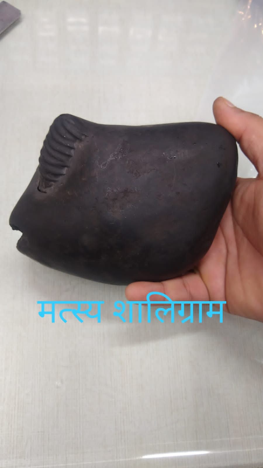 matsya-shaligram-1.jpg matsya-shaligram.png - Image 1